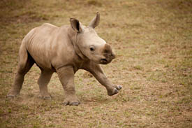 white rhino